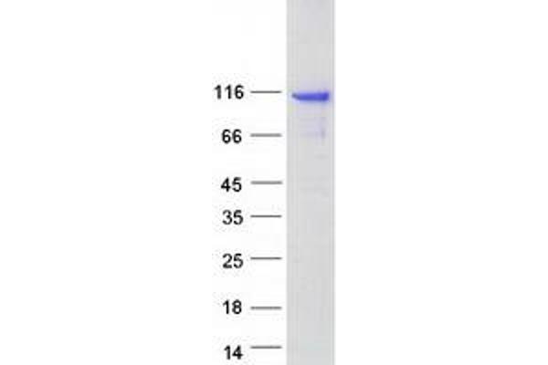 AGAP3 Protein (Transcript Variant 1) (Myc-DYKDDDDK Tag)