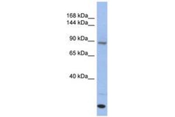 UNC45A antibody  (C-Term)