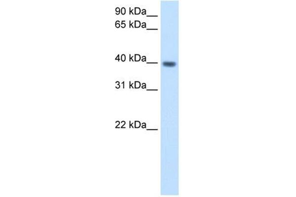 ITGB1BP2 antibody  (N-Term)