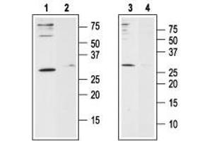Western blot analysis of human Jurkat T-cell leukemia cell line lysate (lanes 1 and 2) and human HL-60 acute promyelocytic leukemia cell line lysate (lanes 3 and 4): - 1,3. (ORAI1 antibody  (2nd Extracellular Loop))