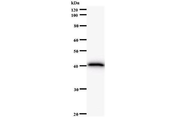 FBXO18 antibody