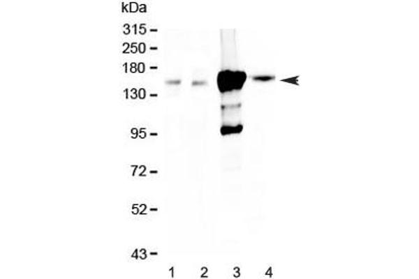 Periaxin antibody