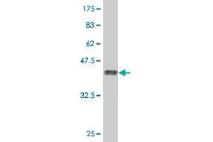 Western Blot detection against Immunogen (37. (LIMK2 antibody  (AA 152-252))