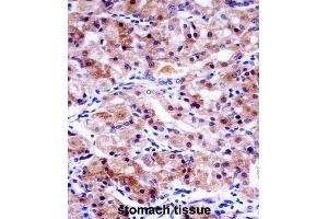 Immunohistochemistry (IHC) image for anti-Ubiquitin Specific Peptidase 43 (USP43) antibody (ABIN2997870) (USP43 antibody)