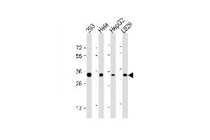 All lanes : Anti-STUB1 Antibody (C-term) at 1:4000 dilution Lane 1: 293 whole cell lysate Lane 2: Hela whole cell lysate Lane 3: HepG2 whole cell lysate Lane 4:  whole cell lysate Lysates/proteins at 20 μg per lane. (STUB1 antibody)