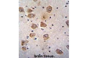 Immunohistochemistry (IHC) image for anti-Clavesin 2 (CLVS2) antibody (ABIN2996174) (CLVS2 antibody)