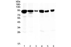 Western blot testing of 1) rat stomach, 2) rat lung, 3) rat NRK cells, 4) mouse heart, 5) mouse intestine and 6) mouse lung lysate with Periostin antibody at 0. (Periostin antibody)