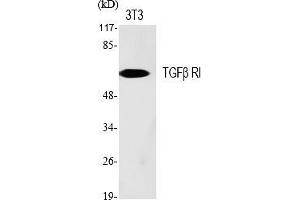 Western Blot analysis of various cells using TGFβ RI Polyclonal Antibody diluted at 1:500. (TGFBR1 antibody)