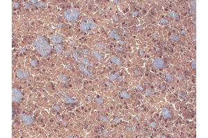 Immunohistochemistry analysis using Mouse Anti-GABA A Receptor Monoclonal Antibody, Clone N87/25 (ABIN2483487). (GABRA1 antibody  (AA 370-433) (APC))