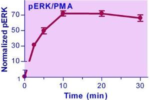 Biochemical Assay (BCA) image for ERK Phosphorylation Assay Kit (ABIN1019677) (ERK Phosphorylation Assay Kit)