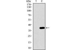 Western Blotting (WB) image for anti-Mitogen-Activated Protein Kinase 14 (MAPK14) (AA 299-360) antibody (ABIN1724830)