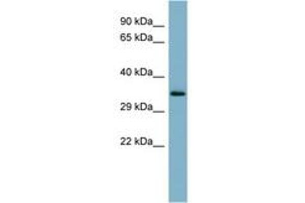 MUC15 antibody  (AA 215-264)