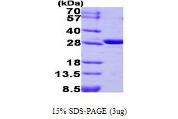 CA3 Protein (AA 1-260)