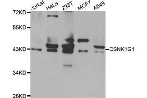 Western blot analysis of extracts of various cell lines, using CSNK1G1 antibody (ABIN5975147) at 1/1000 dilution. (CSNK1G1 antibody)