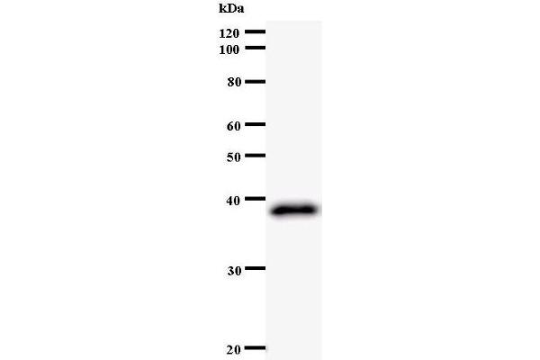 ZW10 antibody