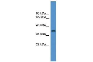STX4 antibody used at 0. (Syntaxin 4 antibody  (C-Term))