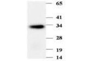 Image no. 1 for anti-Phenazine Biosynthesis-Like Protein Domain Containing 1 (PBLD1) antibody (ABIN791555) (PBLD1 antibody)