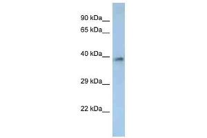 Western Blot showing OR2M2 antibody used at a concentration of 1. (OR2M2 antibody  (C-Term))