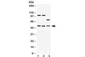 Western blot testing of 1) rat brain, 2) mouse brain and 3) human HeLa lysate with AZIN2 antibody at 0. (ADC antibody)