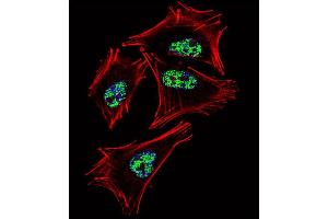 Fluorescent confocal image of  cell stained with PROX1 Antibody (C-term) (ABIN388776 and ABIN2839111). (PROX1 antibody  (C-Term))