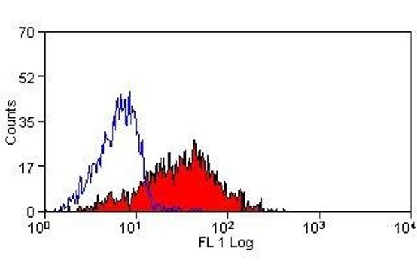 Talin antibody