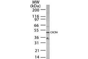 Western Blotting (WB) image for anti-Chemokine (C-X-C Motif) Receptor 4 (CXCR4) (AA 328-338) antibody (ABIN208407) (CXCR4 antibody  (AA 328-338))