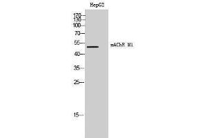 Western Blotting (WB) image for anti-Muscarinic Acetylcholine Receptor M1 (CHRM1) (Internal Region) antibody (ABIN6282735) (CHRM1 antibody  (Internal Region))