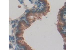 IHC-P analysis of Rat Tissue, with DAB staining. (Caspase 12 antibody  (AA 1-244))