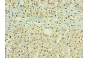 Immunohistochemistry of paraffin-embedded human adrenal gland tissue using ABIN7155979 at dilution of 1:100 (HYLS1 antibody  (AA 70-299))