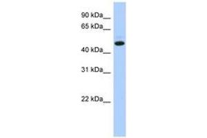 Image no. 1 for anti-Chromosome 5 Open Reading Frame 36 (C5orf36) (AA 71-120) antibody (ABIN6743860) (C5orf36 antibody  (AA 71-120))