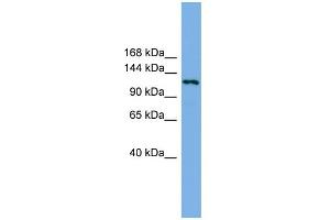 WB Suggested Anti-EIF4ENIF1 Antibody Titration: 0. (EIF4ENIF1 antibody  (N-Term))