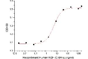Measured in a cell proliferation assay using HaCaT cells. (FGF7 Protein (His tag))