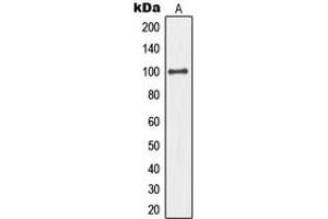 Western blot analysis of MCM4 expression in HeLa (A) whole cell lysates. (MCM4 antibody  (N-Term))
