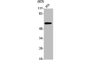 Western Blot analysis of NIH-3T3 cells using OPN Polyclonal Antibody (Osteopontin antibody  (C-Term))