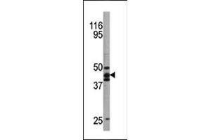 Western blot analysis of anti-hp53 Pab (ABIN389619 and ABIN2839623) in  cell line lysate. (p53 antibody  (pSer20))