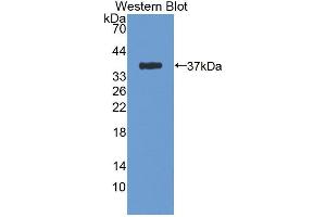 Figure. (ICK antibody  (AA 1-284))