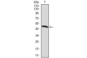 Western Blotting (WB) image for anti-Polo-Like Kinase 1 (PLK1) (AA 331-508) antibody (ABIN1098105)