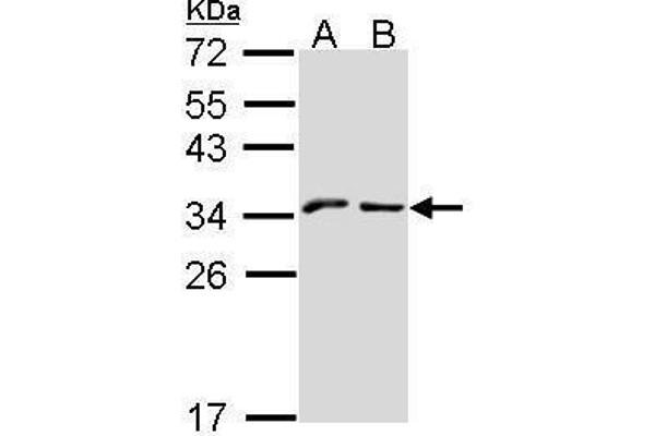 KLRC1 antibody  (N-Term)