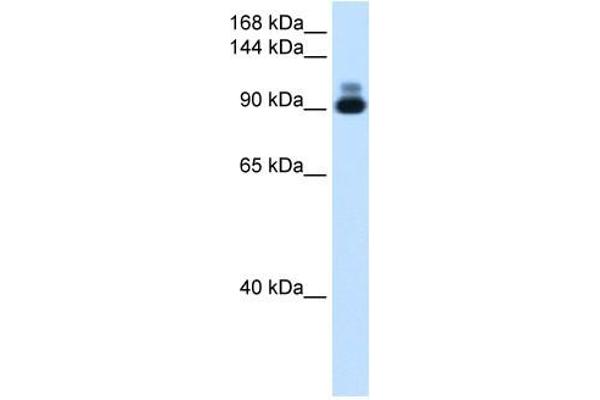 RSRC2 Antikörper  (C-Term)