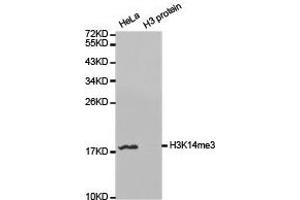 Western Blotting (WB) image for anti-Histone 3 (H3) (H3K14me3) antibody (ABIN1876467) (Histone 3 antibody  (H3K14me3))