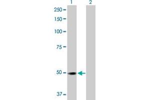 Western Blot analysis of RP6-213H19. (STK26/MST4 antibody  (AA 1-416))