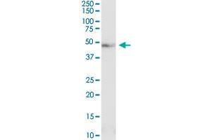 PCID2 MaxPab rabbit polyclonal antibody. (PCID2 antibody  (AA 1-397))