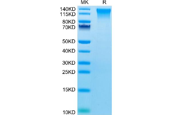 CD248 Protein (AA 18-695) (His tag)