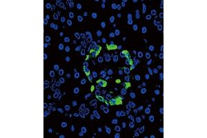 Confocal immunofluorescent analysis of Glucagon Antibody (C-term) (ABIN390769 and ABIN2841027) with pancreas tissue followed by Alexa Fluor? (Glucagon antibody  (C-Term))