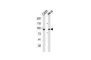 STAT1 Antibody (ABIN1882279 and ABIN2843493) western blot analysis in CEM,Hela cell line lysates (35 μg/lane). (STAT1 antibody)