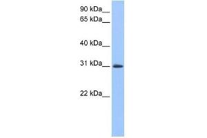 LOC729745 antibody used at 0. (LOC729745 Antikörper  (N-Term))