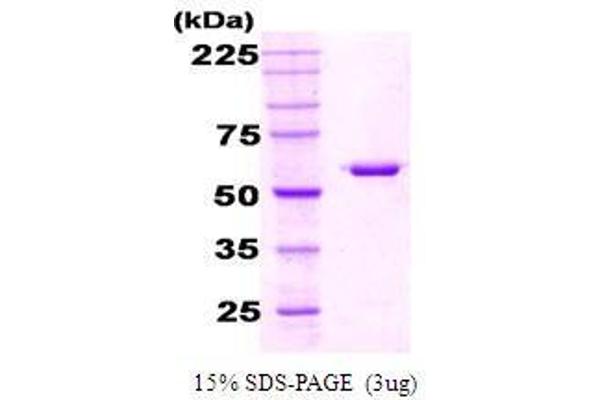 Chaperonin GroEL (GroEL) Protein