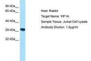 Image no. 1 for anti-Yip1 Interacting Factor Homolog A (YIF1A) (AA 25-74) antibody (ABIN6750082) (YIF1A antibody  (AA 25-74))