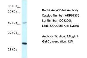 Western Blotting (WB) image for anti-Natural Killer Cell Receptor 2B4 (CD244) (C-Term) antibody (ABIN786407) (2B4 antibody  (C-Term))