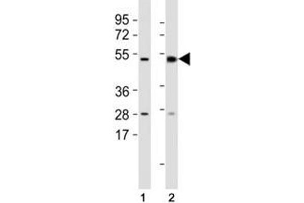 MLKL antibody  (AA 444-472)